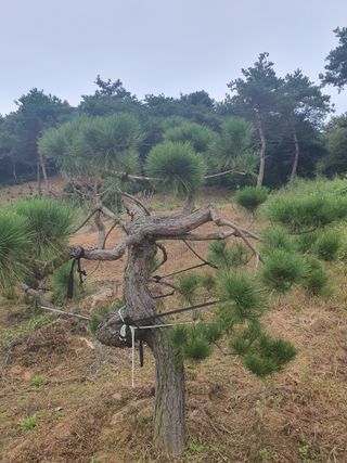 작은소나무님의 자유주제 · 사진전 작성글 사진