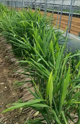 팜모닝 자유주제·자유게시판 게시글 이미지