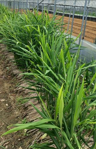 농민님의 자유주제 · 자유게시판 작성글 사진