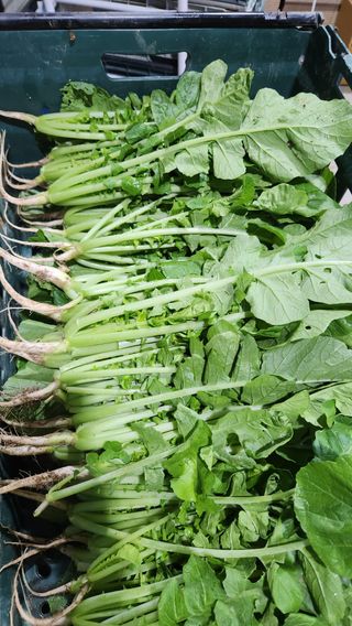 빨간장화농장 김숙자님의 작성글 사진