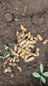 팜모닝 농사, 무엇이든 물어보세요!·참여글 게시글 이미지