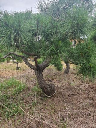작은소나무님의 자유주제 · 사진전 작성글 사진