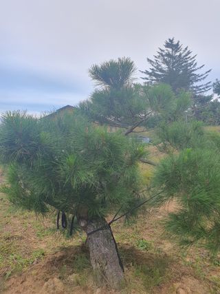 작은소나무님의 자유주제 · 사진전 작성글 사진