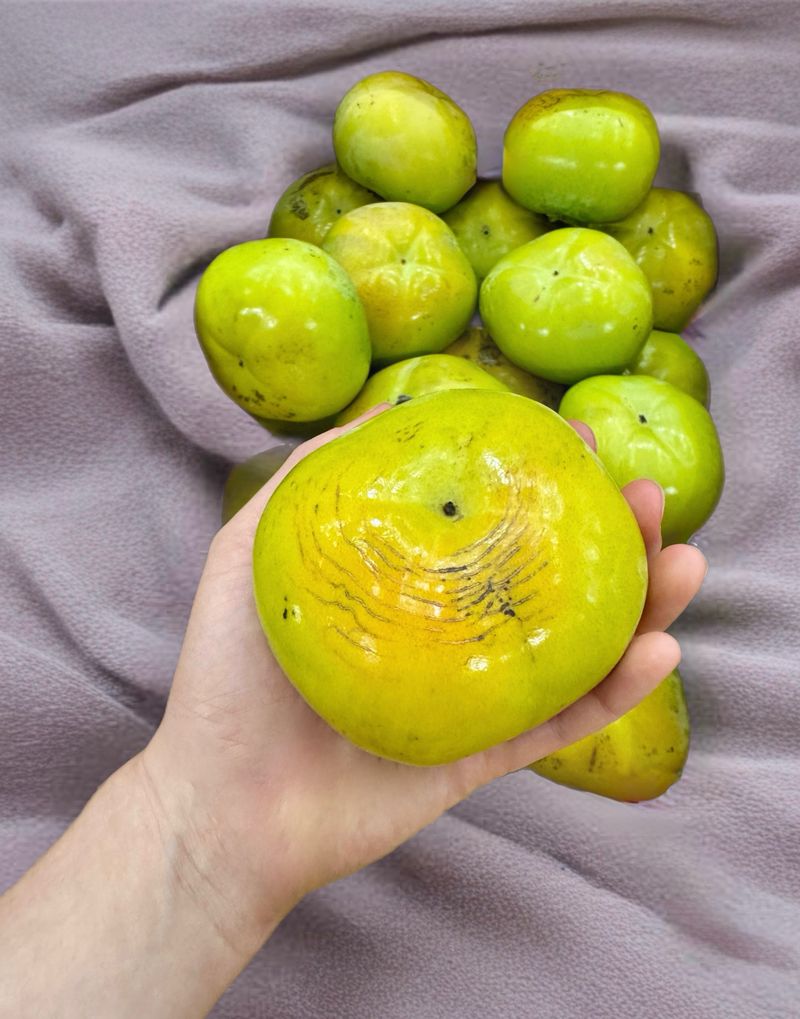 농부손녀님의 장터 판매 상품 [달콤 아삭한 태추단감 2kg 4.5kg 10kg] 첨부 사진