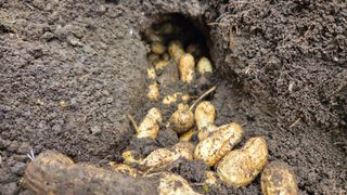 별자리님님의 농사, 무엇이든 물어보세요! · 참여글 작성글 사진