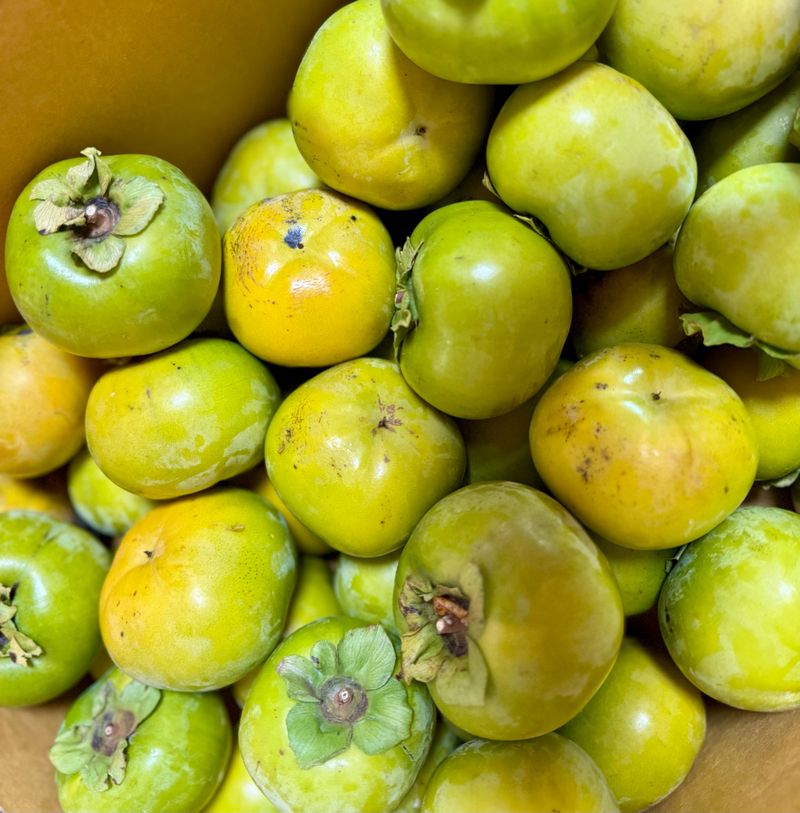 농부손녀님의 장터 판매 상품 [달콤 아삭한 태추단감 2kg 4.5kg 10kg] 첨부 사진