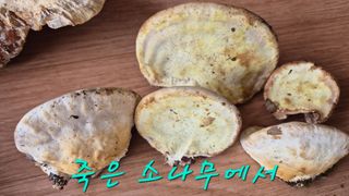 김진님의 자유주제 · 자유게시판 작성글 사진