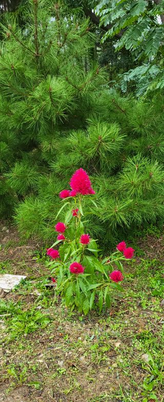 샘골농장 마음만청춘님의 자유주제 · 사진전 작성글 사진