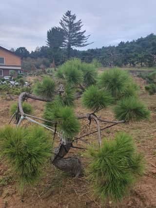 작은소나무님의 자유주제 · 사진전 작성글 사진