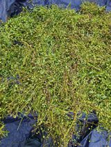 팜모닝 자유주제·자유게시판 게시글 이미지