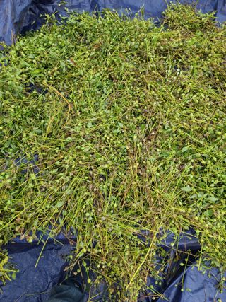 은혜농원(사과농사)님의 자유주제 · 자유게시판 작성글 사진