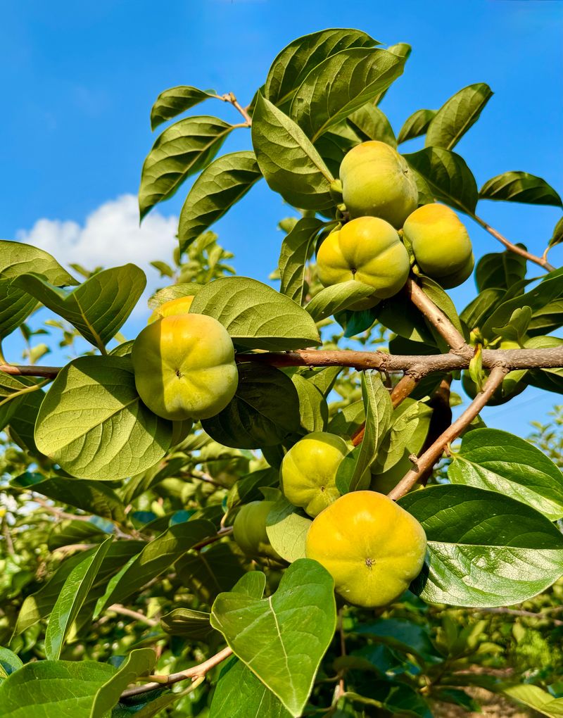 농부손녀님의 장터 판매 상품 [달콤 아삭한 태추단감 2kg 4.5kg 10kg] 첨부 사진