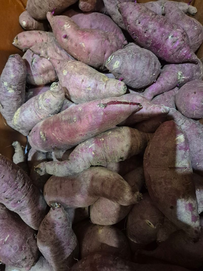 장터 상품 [꿀고구마10kg 택비포함 ] 썸네일