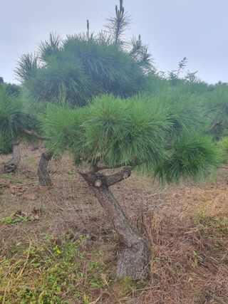 작은소나무님의 자유주제 · 사진전 작성글 사진