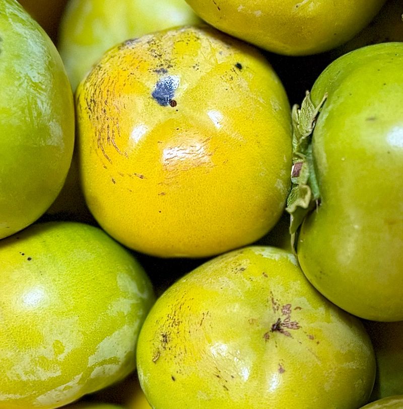 농부손녀님의 장터 판매 상품 [달콤 아삭한 태추단감 2kg 4.5kg 10kg] 첨부 사진