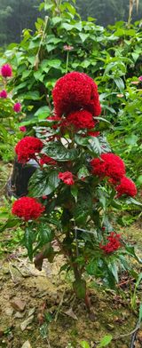 팜모닝 자유주제·사진전 게시글 이미지