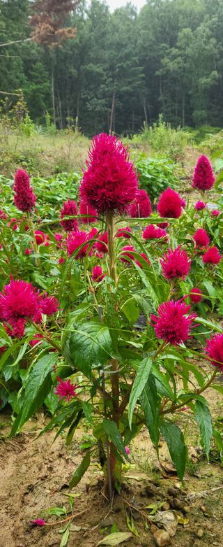 샘골농장 마음만청춘님의 자유주제 · 사진전 작성글 사진