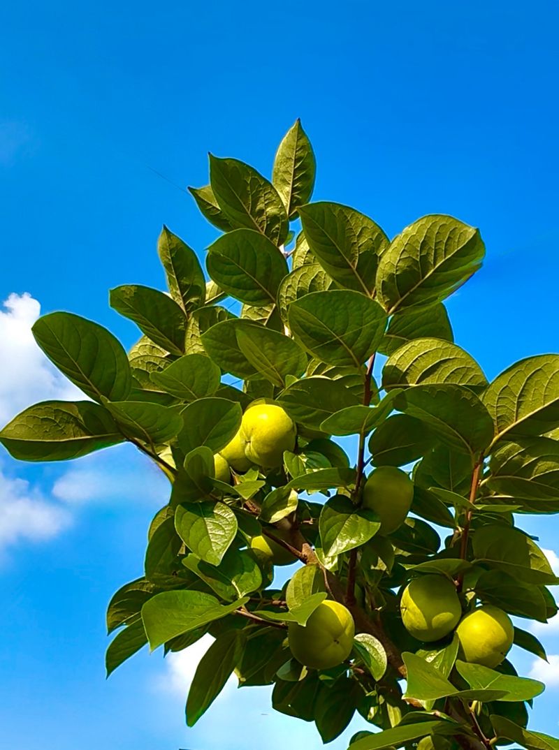 농부손녀님의 장터 판매 상품 [달콤 아삭한 태추단감 2kg 4.5kg 10kg] 첨부 사진