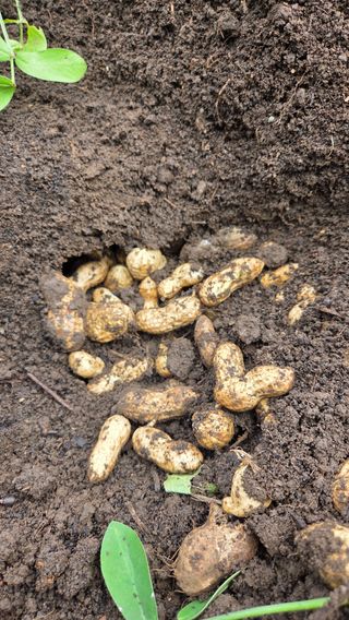 별자리님님의 농사, 무엇이든 물어보세요! · 참여글 작성글 사진