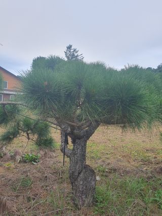 작은소나무님의 자유주제 · 사진전 작성글 사진