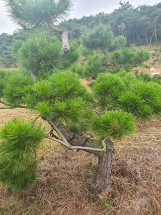 작은소나무님의 자유주제 · 사진전 작성글 사진