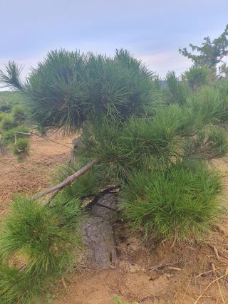 작은소나무님의 자유주제 · 사진전 작성글 사진