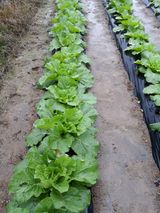 팜모닝 자유주제·자유게시판 게시글 이미지