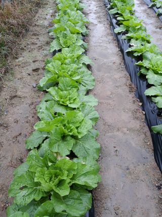 조동원님의 자유주제 · 자유게시판 작성글 사진