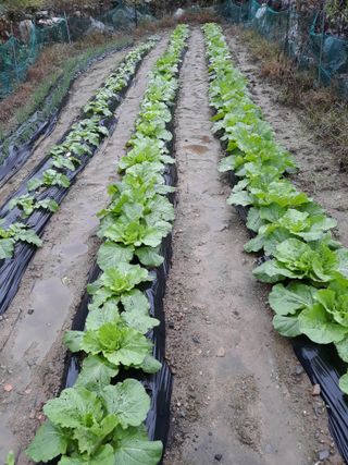 조동원님의 자유주제 · 자유게시판 작성글 사진