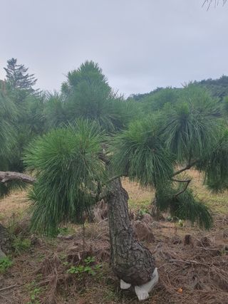 작은소나무님의 자유주제 · 사진전 작성글 사진