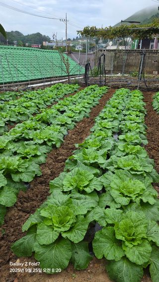 안석철님의 자유주제 · 자유게시판 작성글 사진