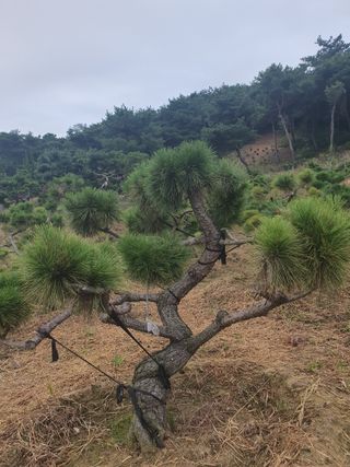 작은소나무님의 자유주제 · 사진전 작성글 사진