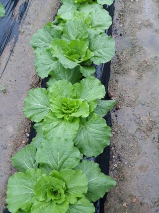 조동원님의 자유주제 · 자유게시판 작성글 사진