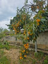 팜모닝 자유주제·자유게시판 게시글 이미지