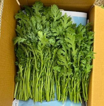 장터 상품 [열무] 썸네일