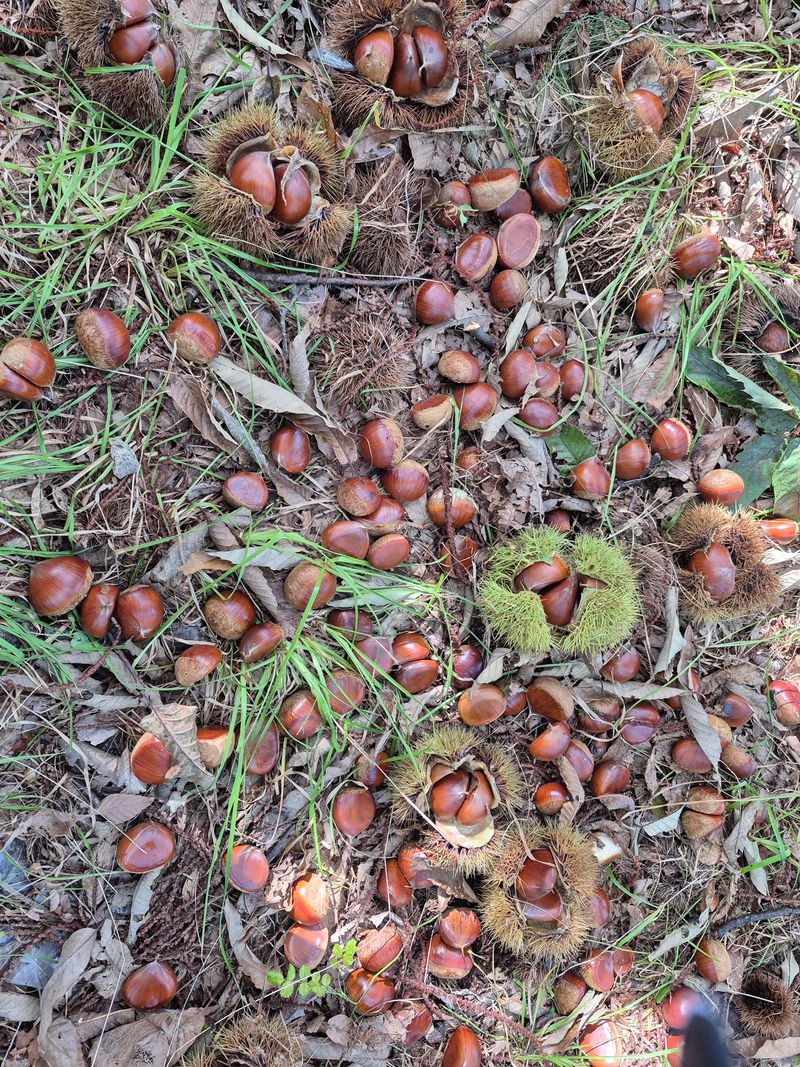 독고다이님의 장터 판매 상품 [햇밤] 첨부 사진