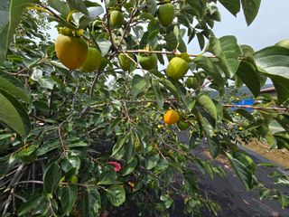 블루베리14645님의 자유주제 · 자유게시판 작성글 사진