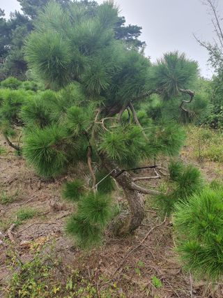 작은소나무님의 자유주제 · 사진전 작성글 사진