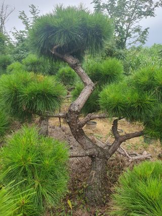 작은소나무님의 자유주제 · 사진전 작성글 사진