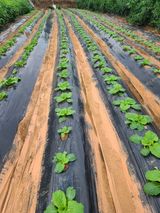 팜모닝 자유주제·자유게시판 게시글 이미지