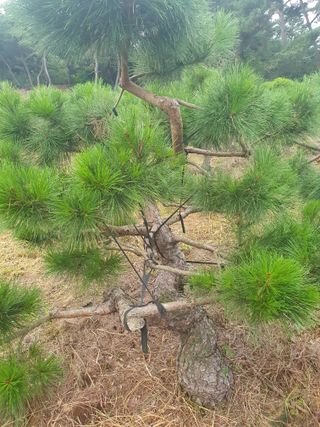 작은소나무님의 자유주제 · 사진전 작성글 사진