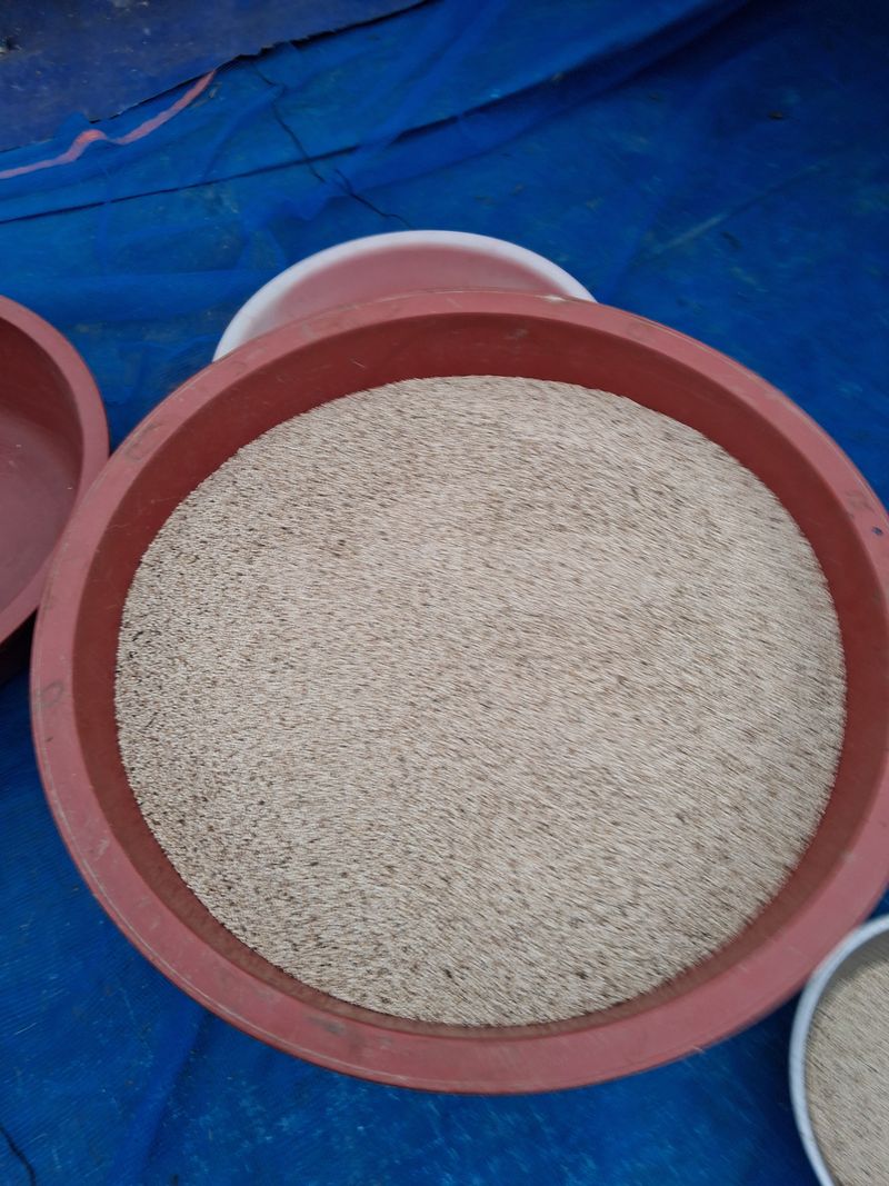 장터 상품 [참깨] 썸네일