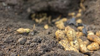 별자리님님의 농사, 무엇이든 물어보세요! · 참여글 작성글 사진