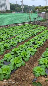 팜모닝 자유주제·자유게시판 게시글 이미지