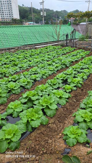 안석철님의 자유주제 · 자유게시판 작성글 사진