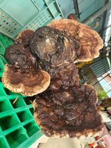 팜모닝 자유주제·자유게시판 게시글 이미지