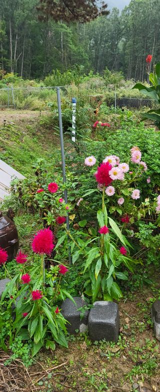 샘골농장 마음만청춘님의 자유주제 · 사진전 작성글 사진