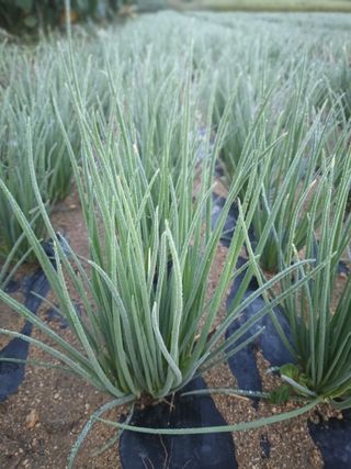 꽃봉산님의 자유주제 · 자유게시판 작성글 사진