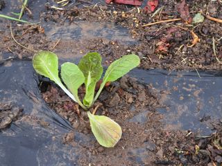 고추농사 정 미라님의 자유주제 · 자유게시판 작성글 사진