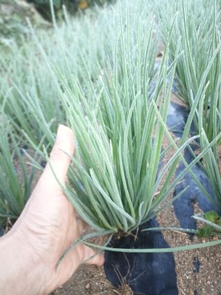 꽃봉산님의 자유주제 · 자유게시판 작성글 사진